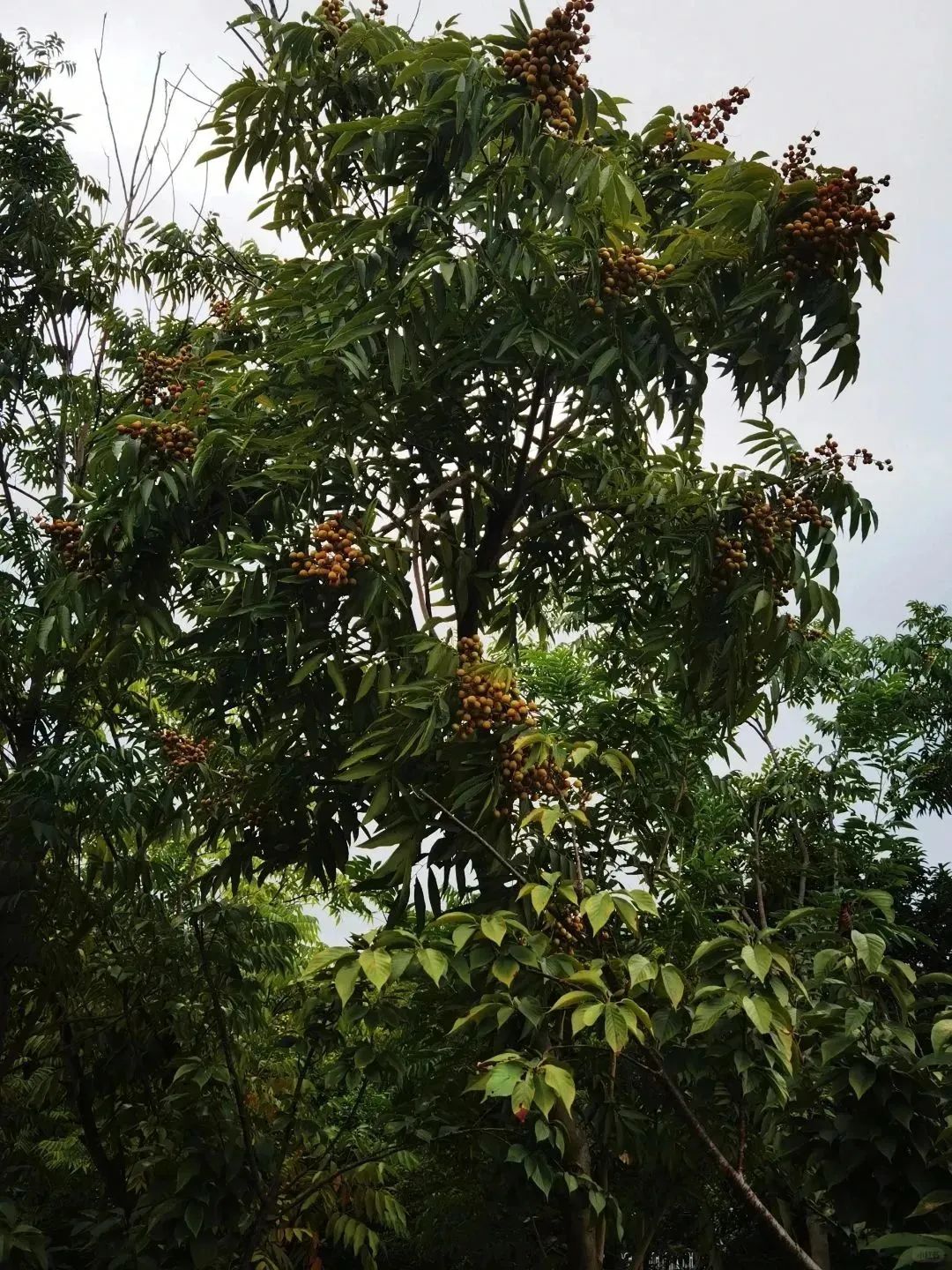 DƬ